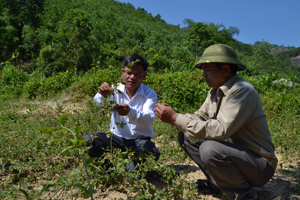 Thực hiện chủ trương chuyển đổi cơ cấu cây trồng, nhiều hộ dân trên địa bàn xã Lạc Sỹ (Yên Thủy) đưa vào trồng đại trà cây cà gai leo mang lại hiệu quả kinh tế cao.